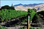 Wither Hills Vineyard, Marlborough, New Zealand, 24 Feb. 2007